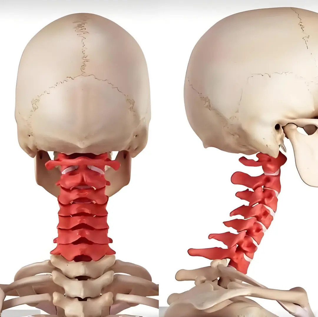 拯救“僵硬脖”！这份颈椎功能康复指南请收好